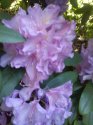 rododendron-10-.jpg [576 x 768]