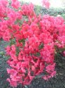 rododendron-3-.jpg [576 x 768]