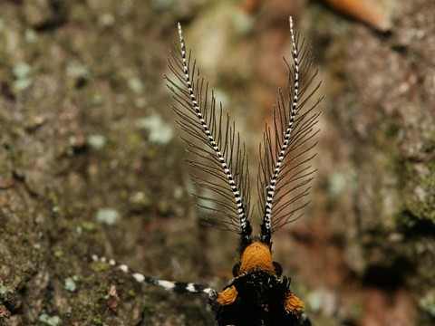 Mol ozdobný Euplocamus anthracinalis -  tykadla